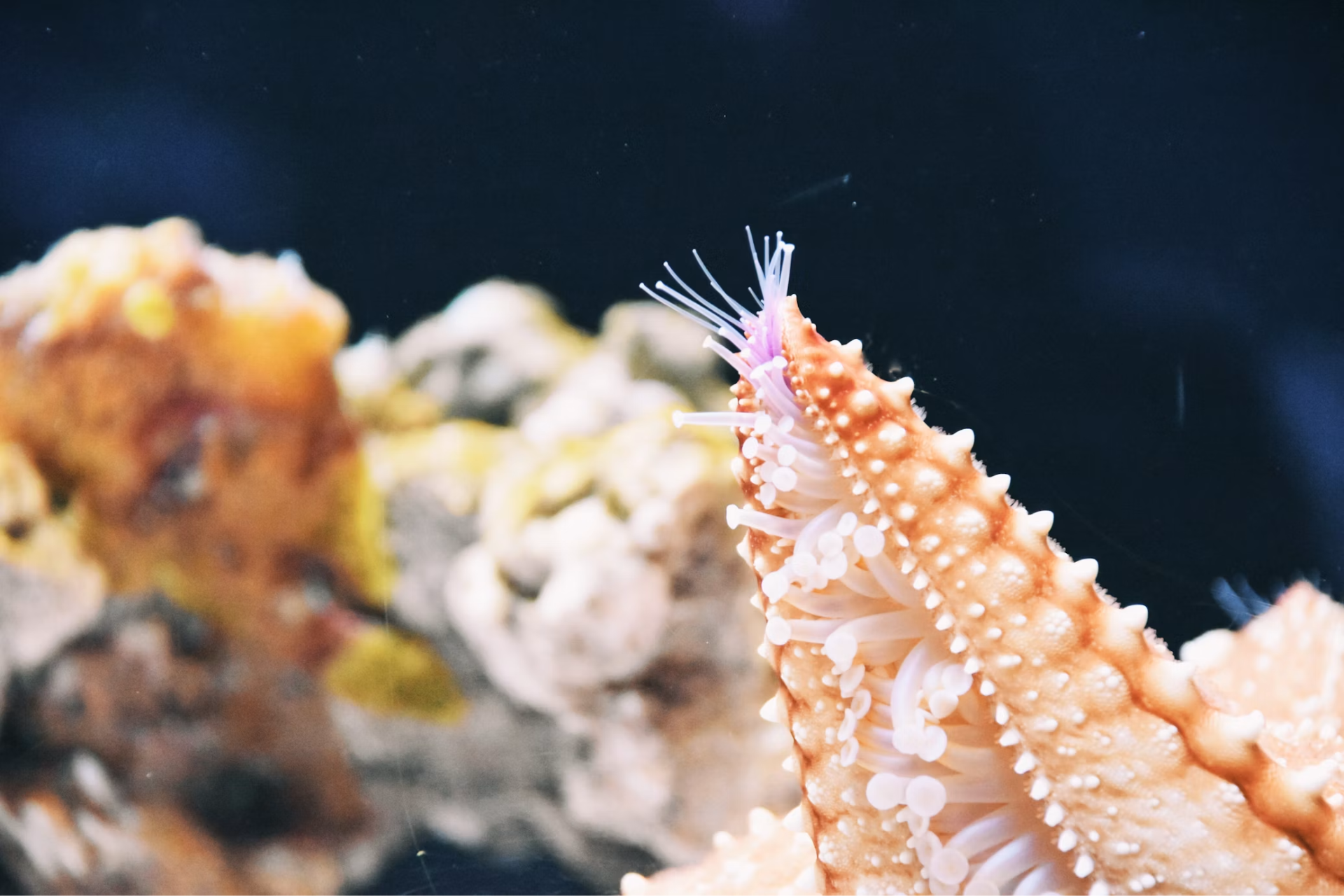 Sea worm's metal-fused jaws may define an entirely new material class