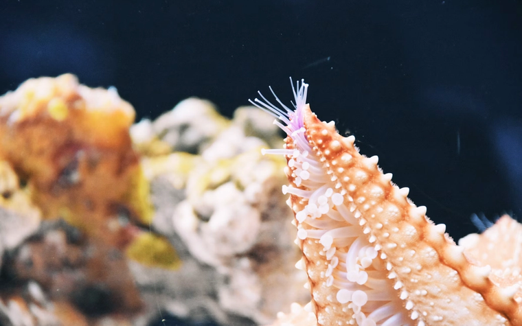 Sea worm's metal-fused jaws may define an entirely new material class