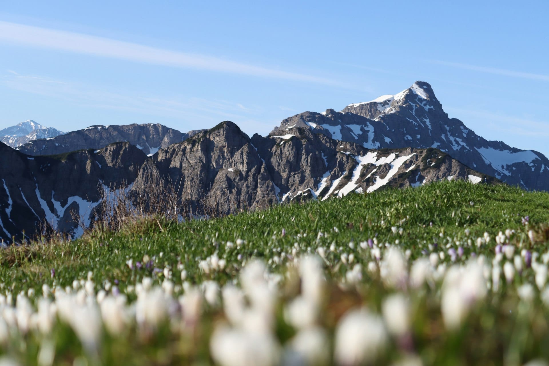 Study finds weak local link between warming and Alpine plant shifts