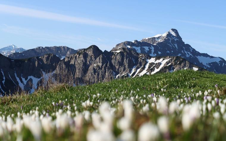 Study finds weak local link between warming and Alpine plant shifts