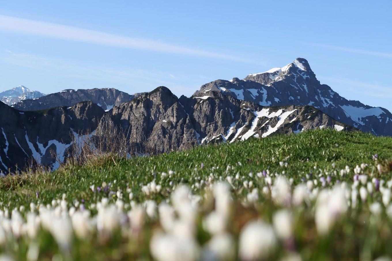 Study finds weak local link between warming and Alpine plant shifts