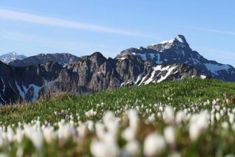 Study finds weak local link between warming and Alpine plant shifts