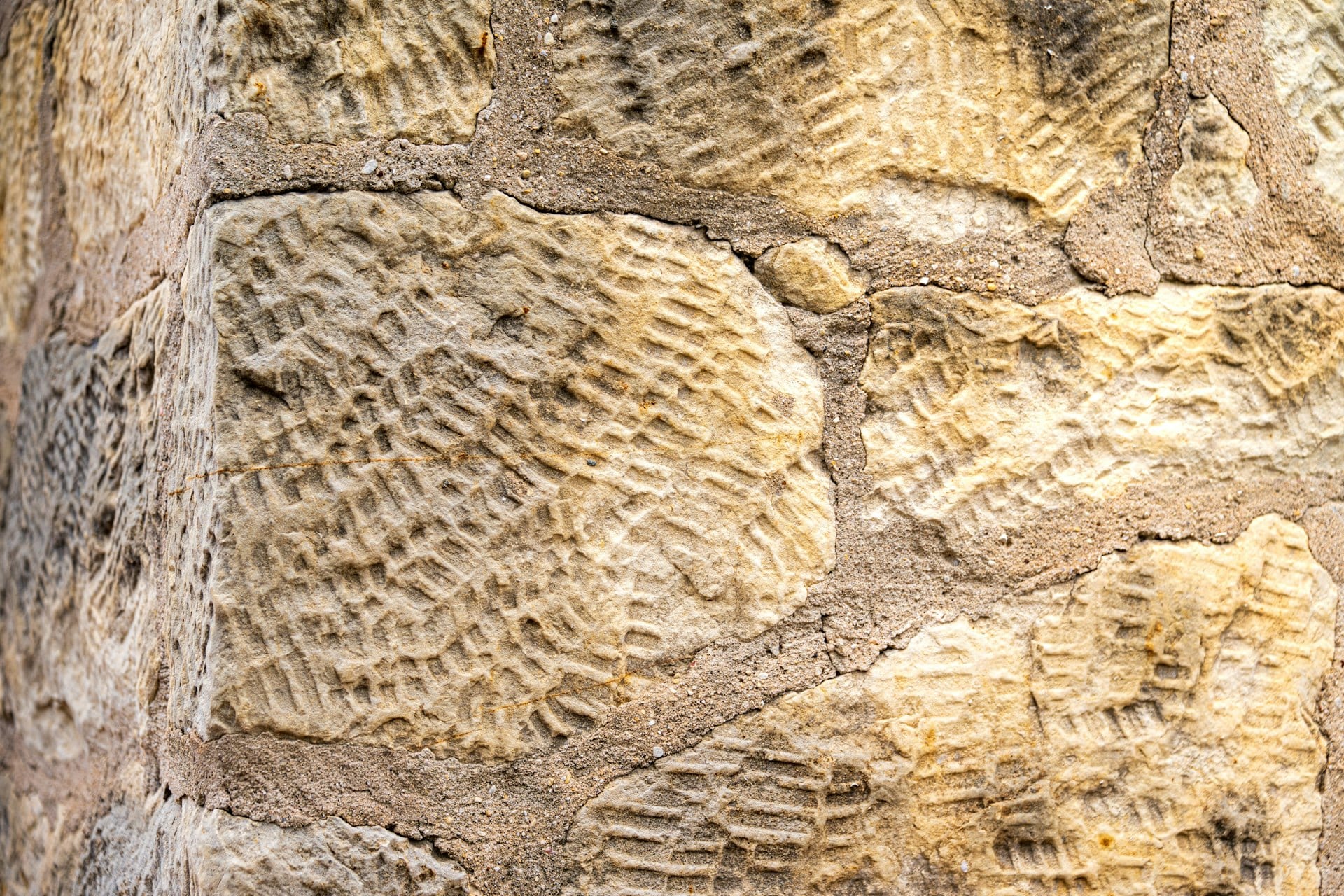 324-Million-Year-Old Fossil Rewrites Story of How Insects Left Water