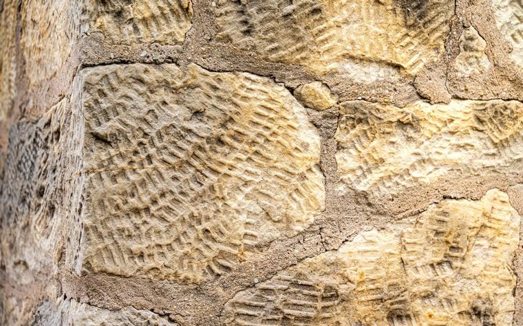 324-Million-Year-Old Fossil Rewrites Story of How Insects Left Water