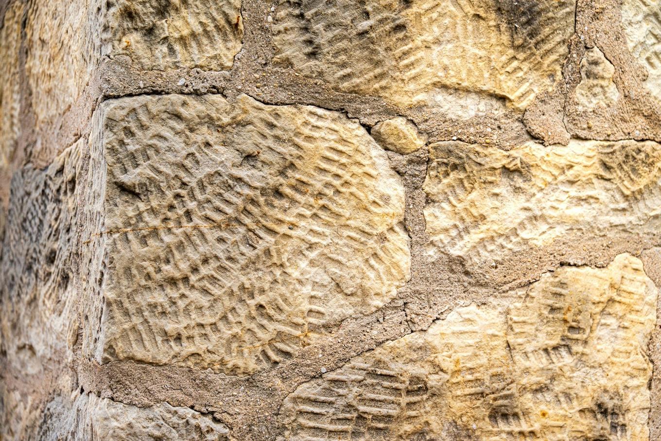 324-Million-Year-Old Fossil Rewrites Story of How Insects Left Water