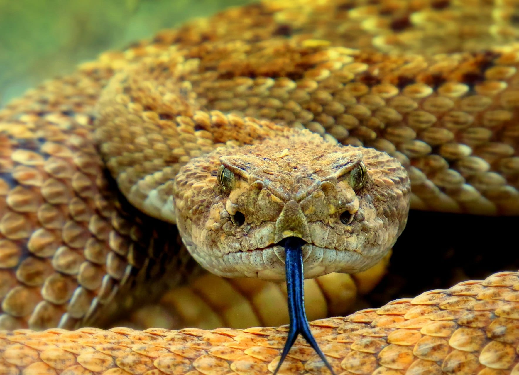 Snake blood proteins point to more potent antivenom, US study finds