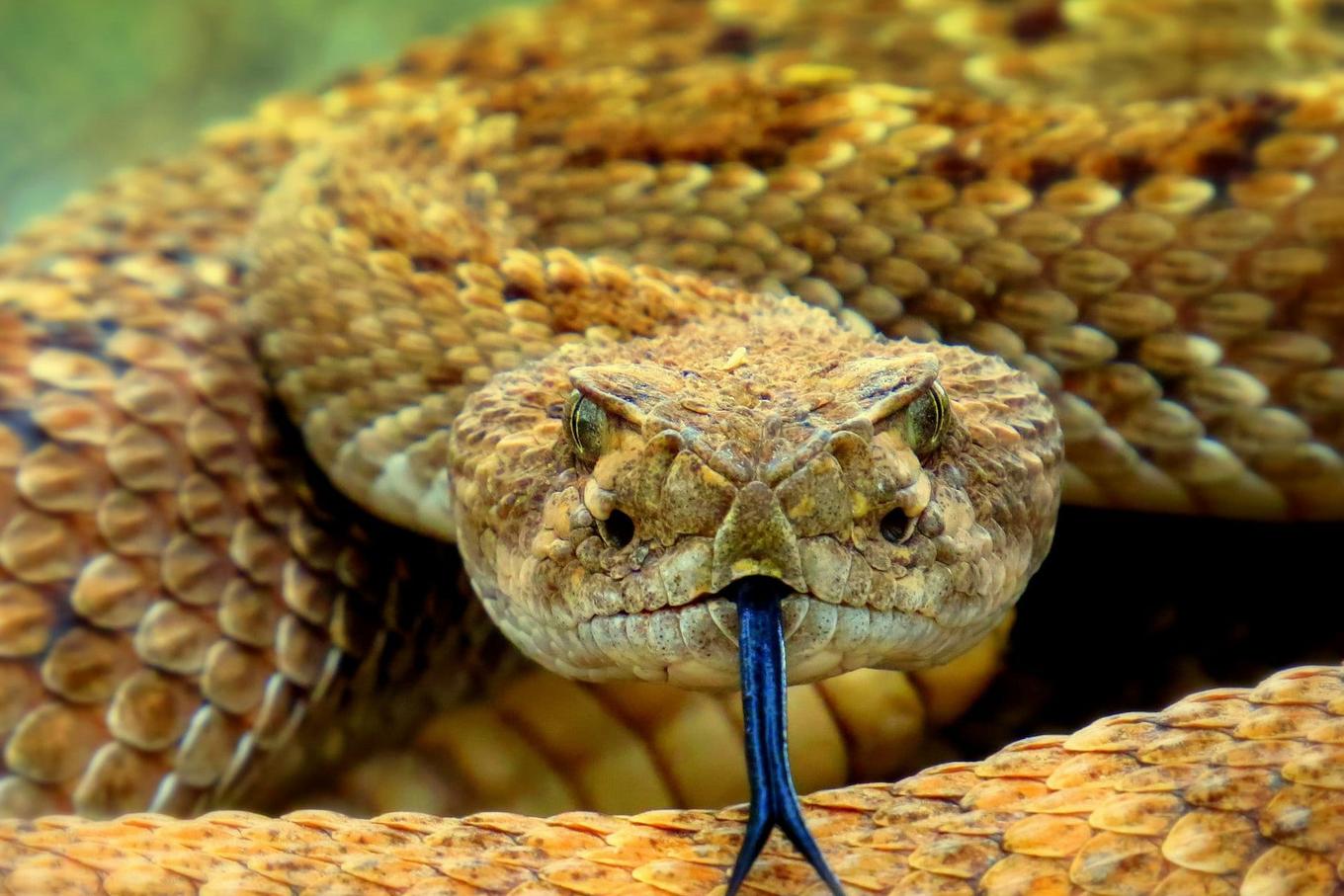 Snake blood proteins point to more potent antivenom, US study finds