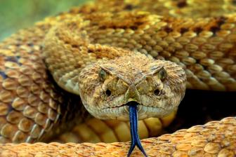 Snake blood proteins point to more potent antivenom, US study finds