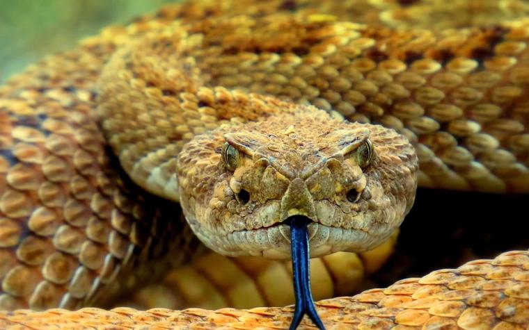 Snake blood proteins point to more potent antivenom, US study finds