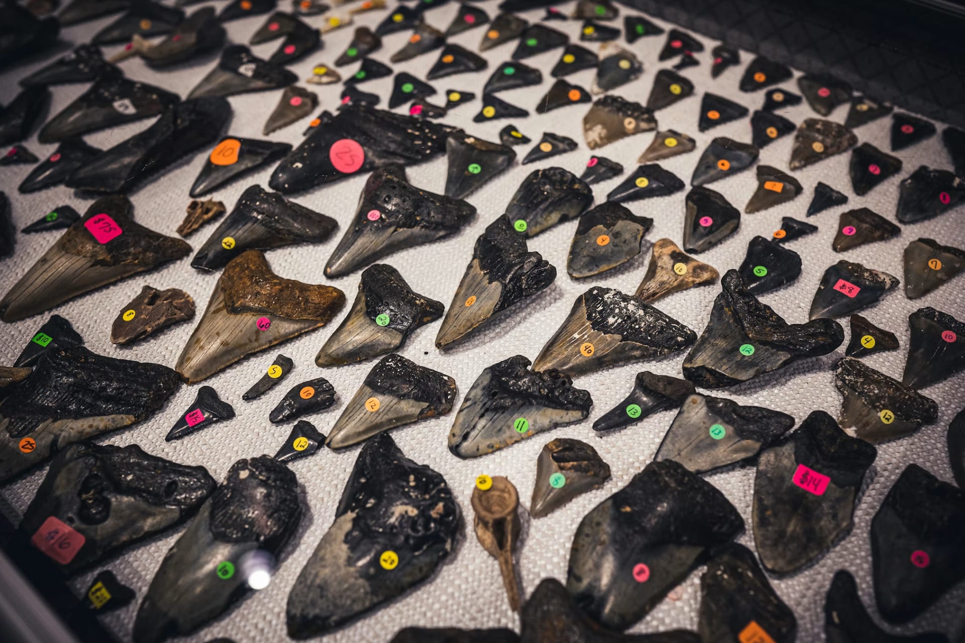 Lost Danish Megalodon Vertebrae Rediscovered, Confirming Shark's Huge Size