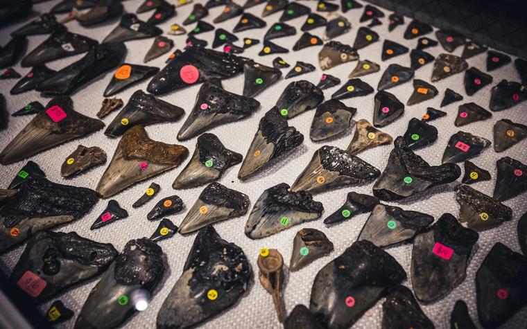 Lost Danish Megalodon Vertebrae Rediscovered, Confirming Shark's Huge Size