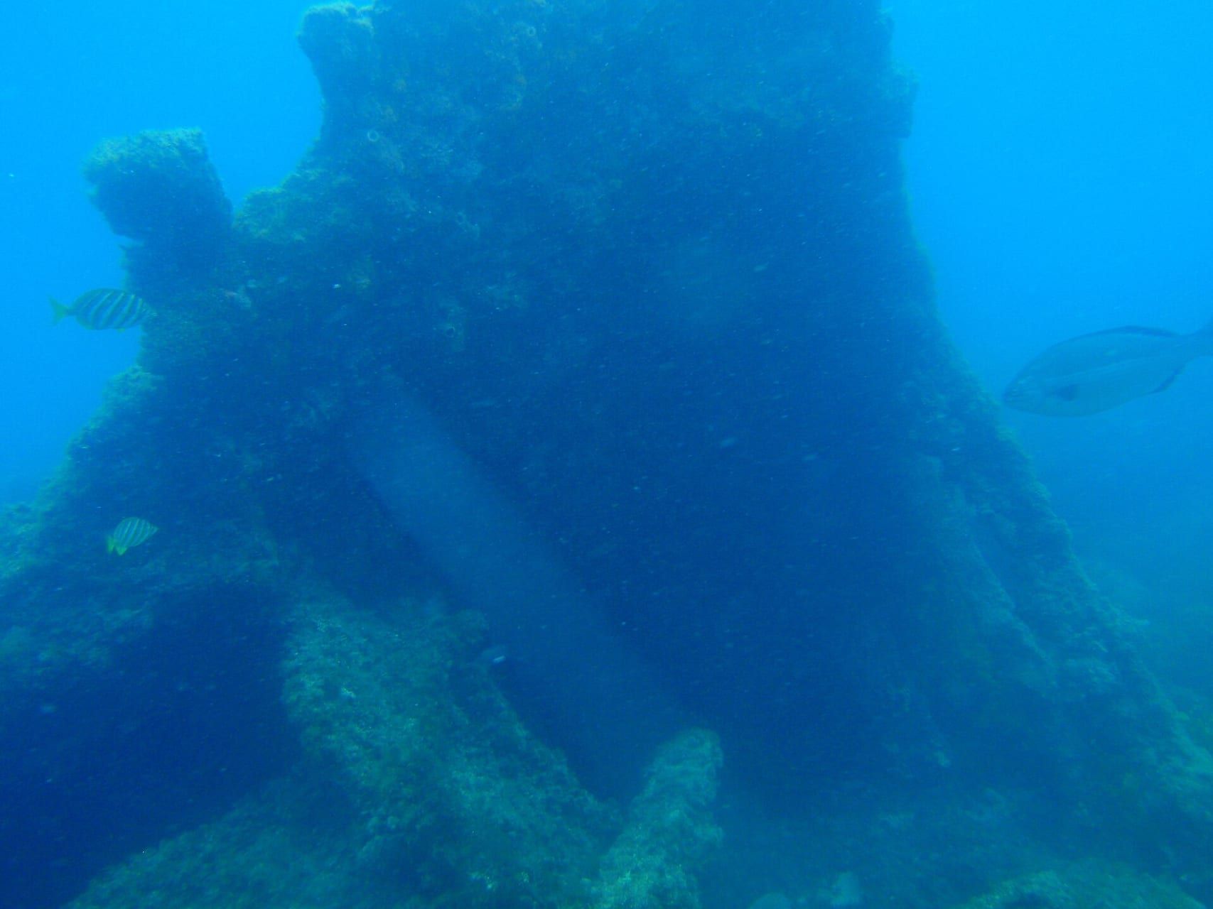 Sunken WWII hospital ship off Albania found teeming with 151 species