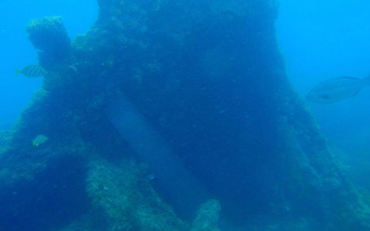 Sunken WWII hospital ship off Albania found teeming with 151 species