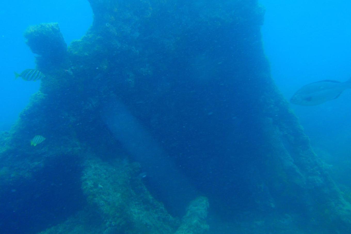 Sunken WWII hospital ship off Albania found teeming with 151 species