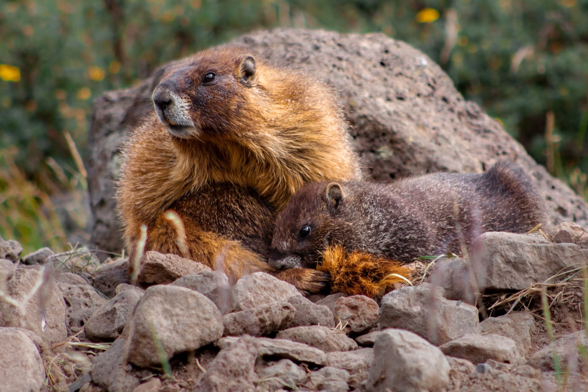 UCLA scientists launch OnlyFans account to save marmot study