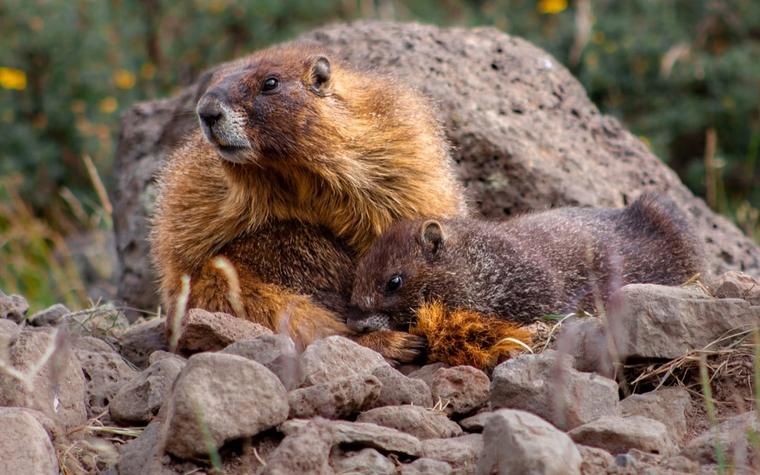 UCLA scientists launch OnlyFans account to save marmot study