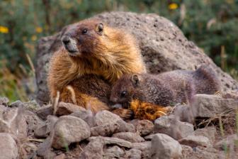 UCLA scientists launch OnlyFans account to save marmot study