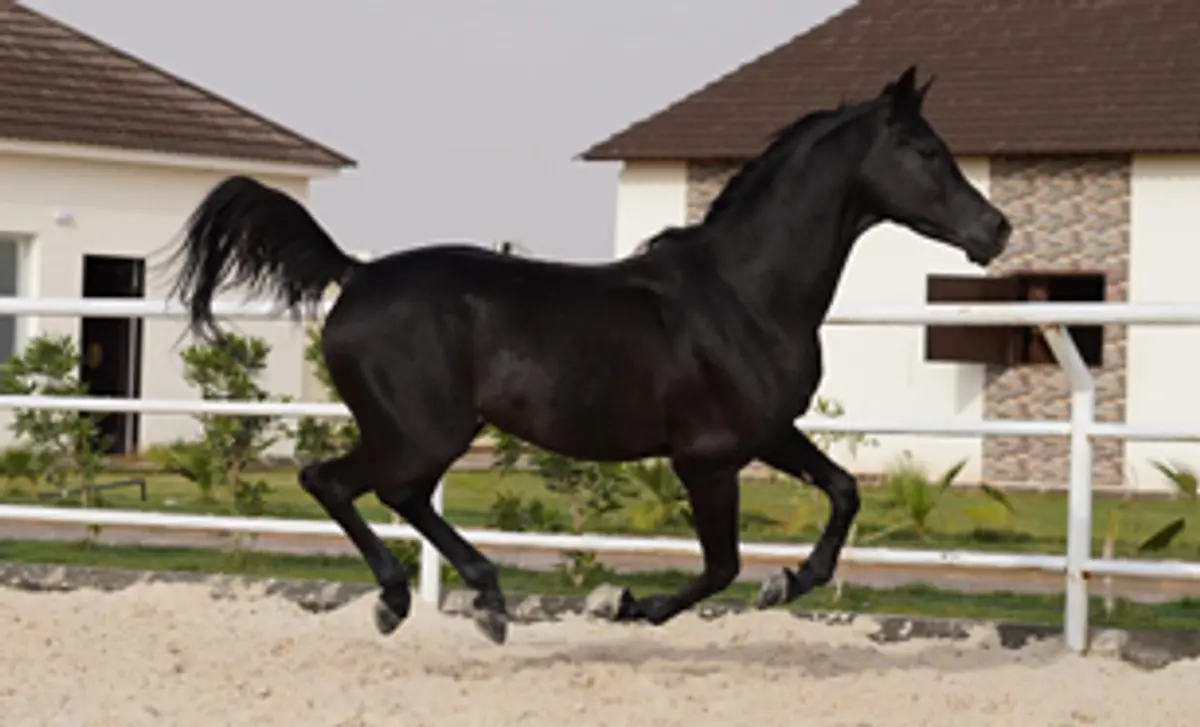 Dubai International Endurance City