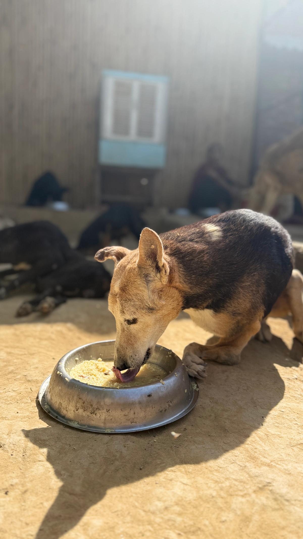 Dog eating.