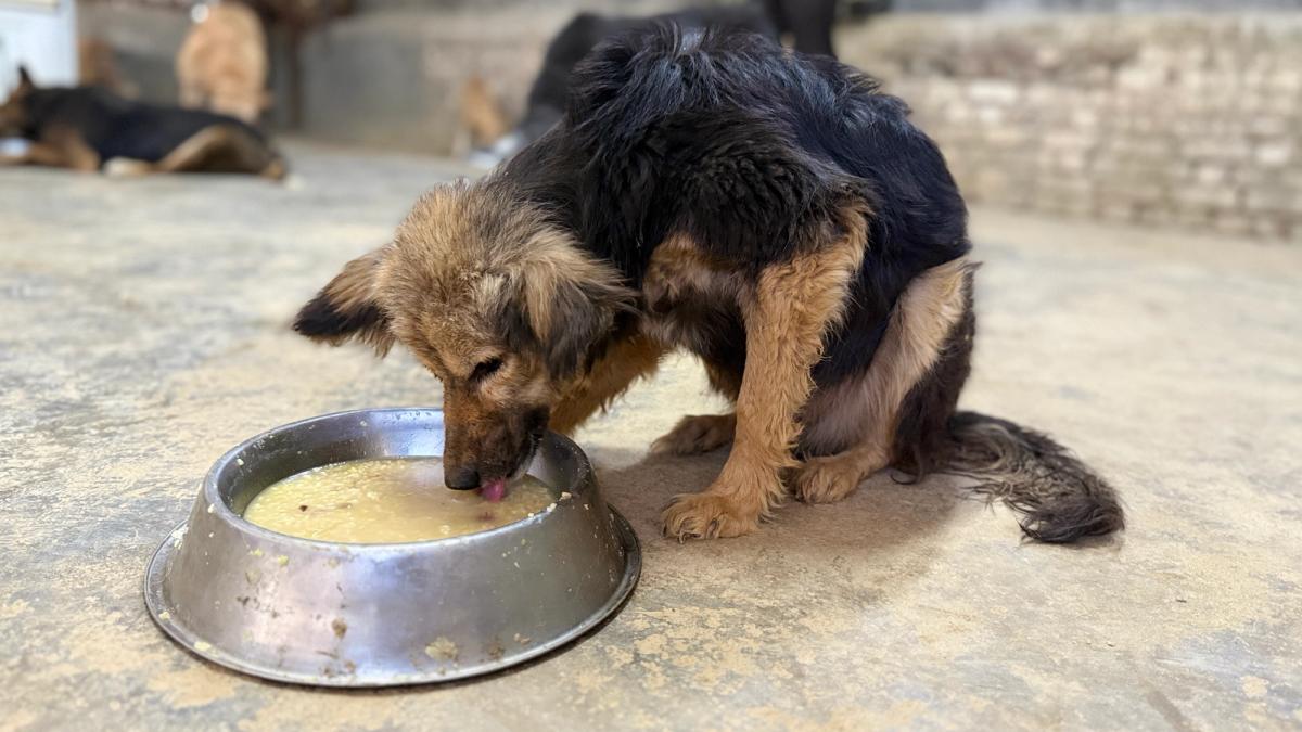 Rescued dog eating its fill.