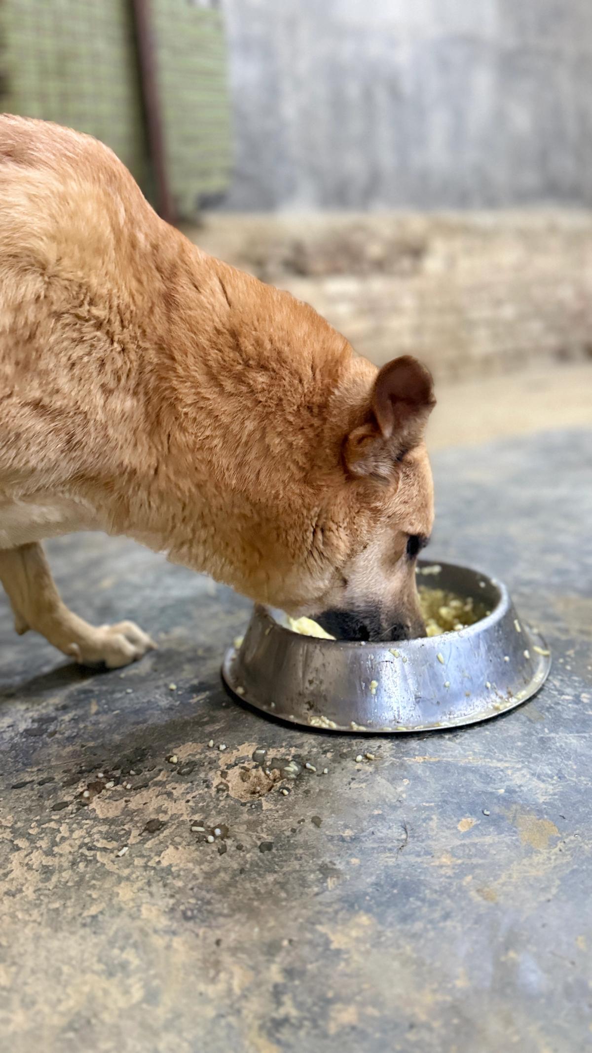 A dog eating. Its face in its bowl.