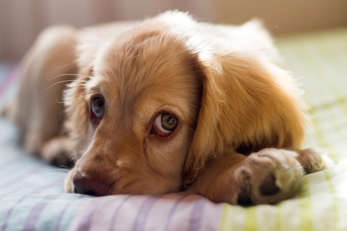 A dog lying on a bed and starting at the viewer.