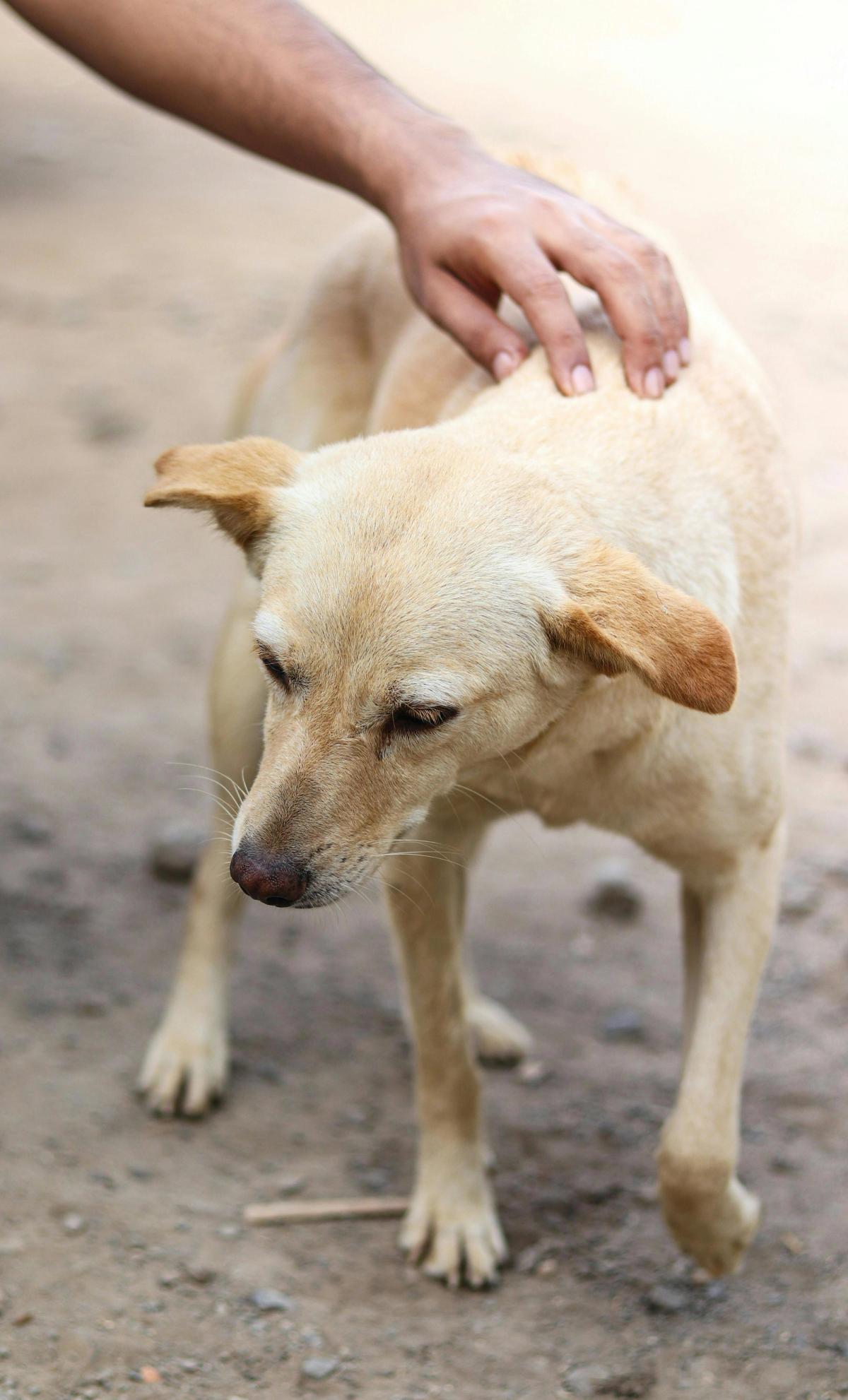 A dog in a field getting its back scratched.