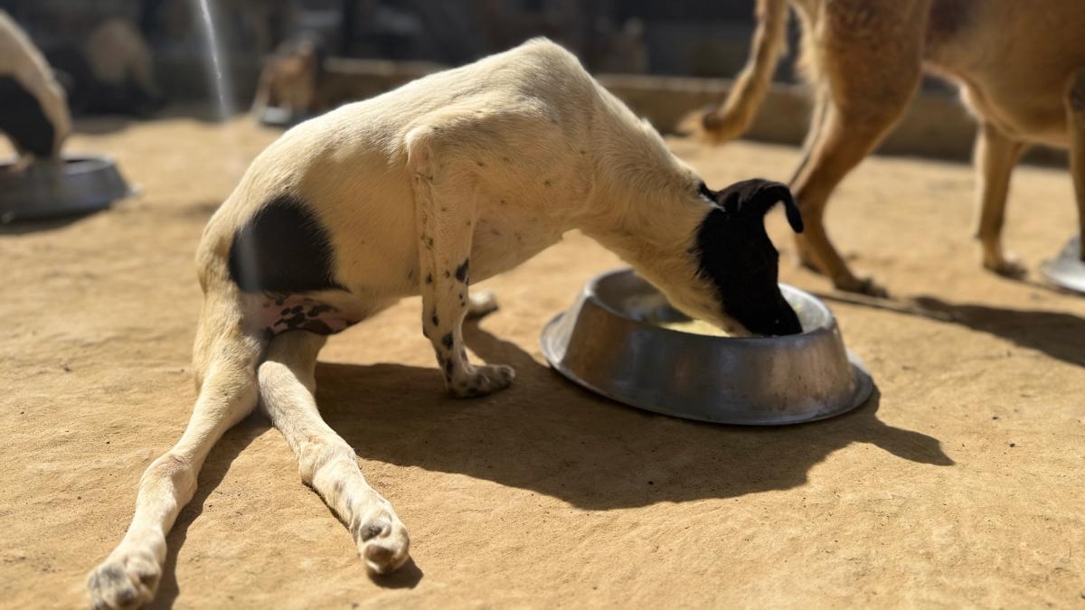 Disabled dog eating.