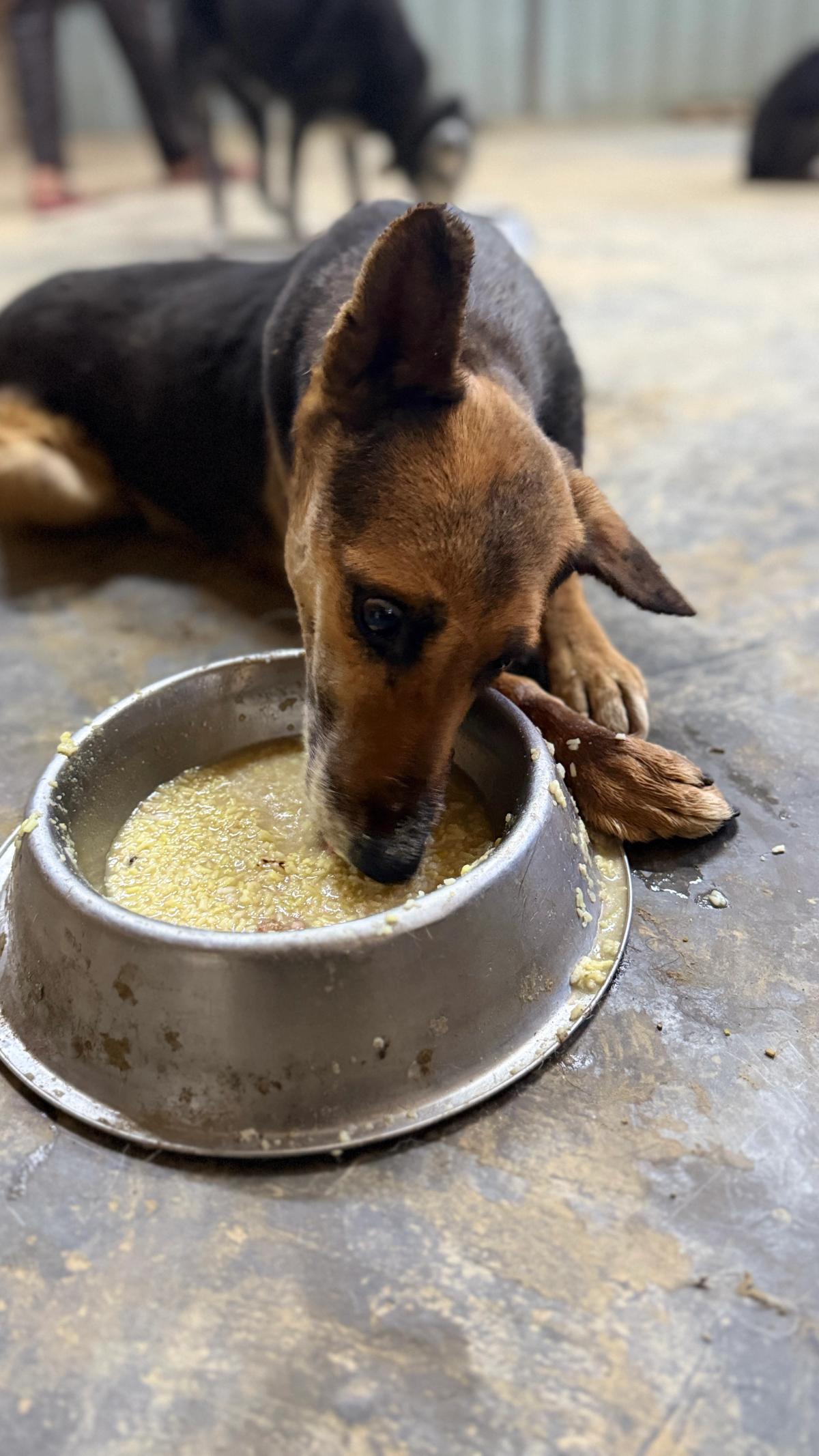 Dog sitting and eating in the shelter.