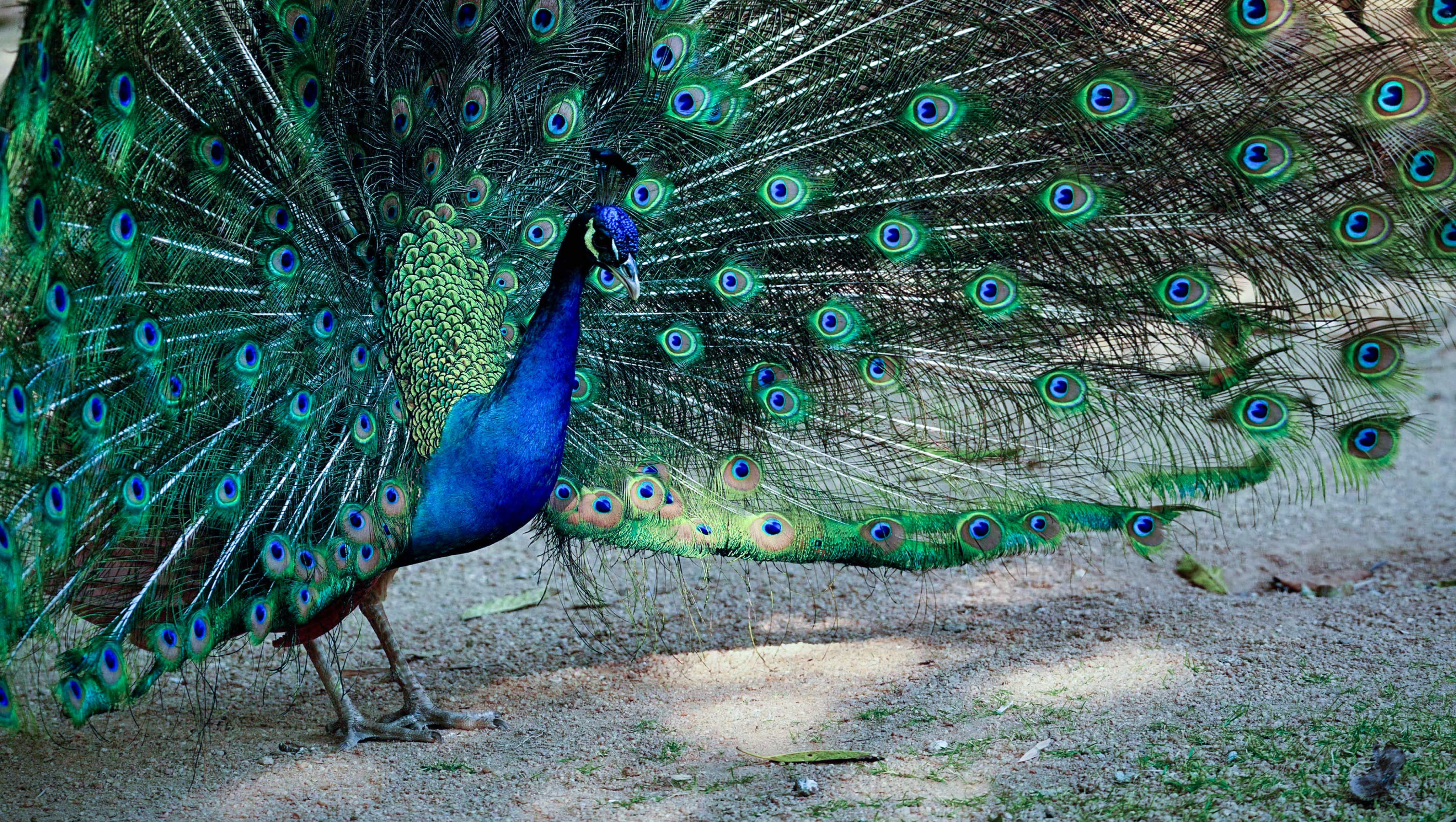 סמארטפון&nbsp;Nothing Phone (4A) Pro 12GB+256GB&nbsp;מבית Nothing