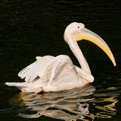 סמארטפון Nothing Phone (4A) מבית Nothing