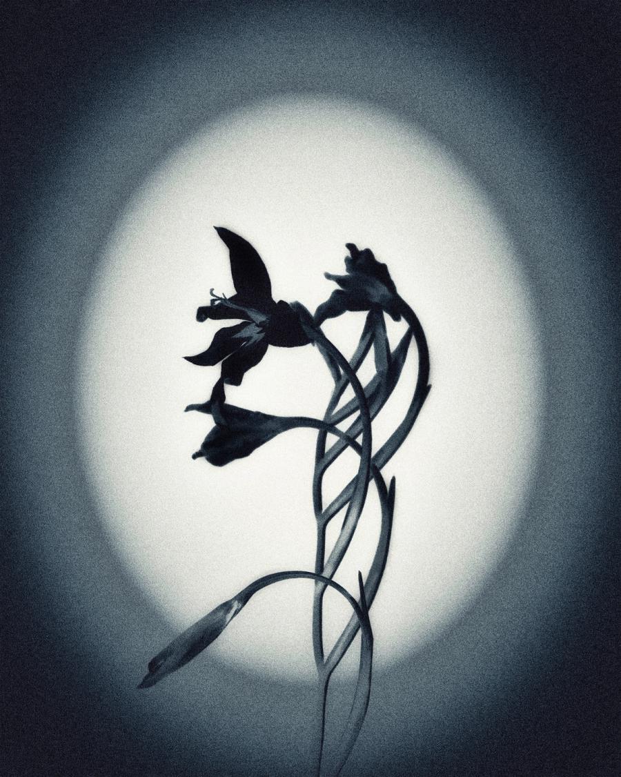 Gestation, photographie 2