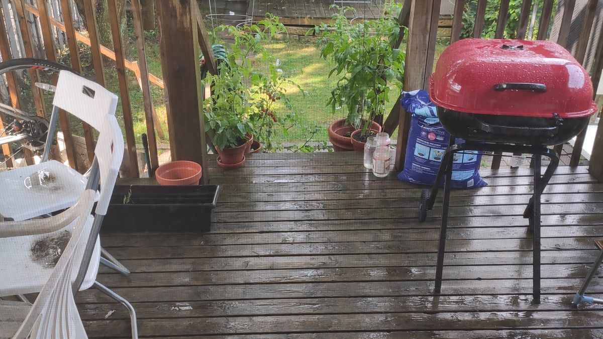 A back patio garden with potted plants.