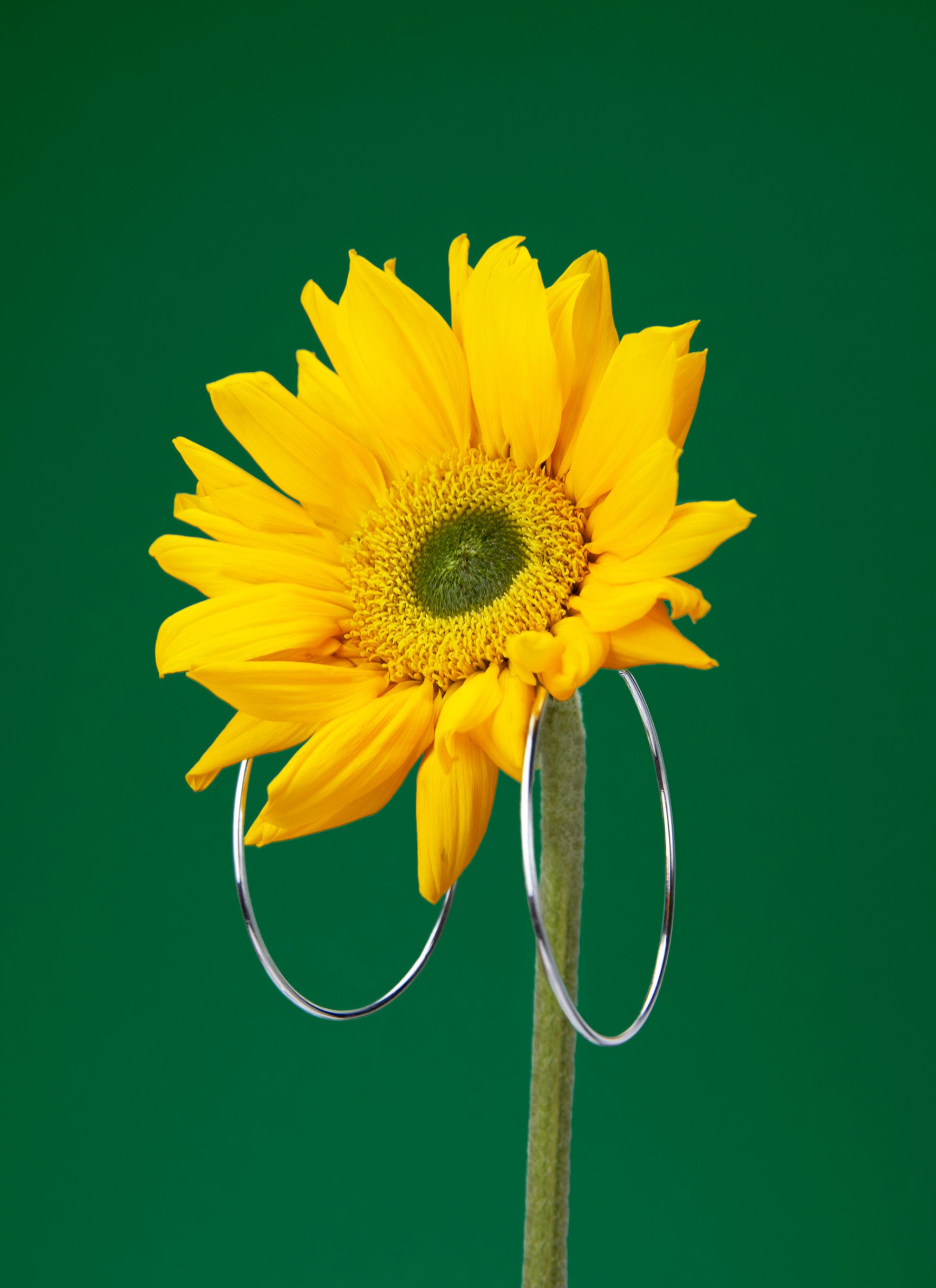 A sunflower wearing metal hoop earrings.