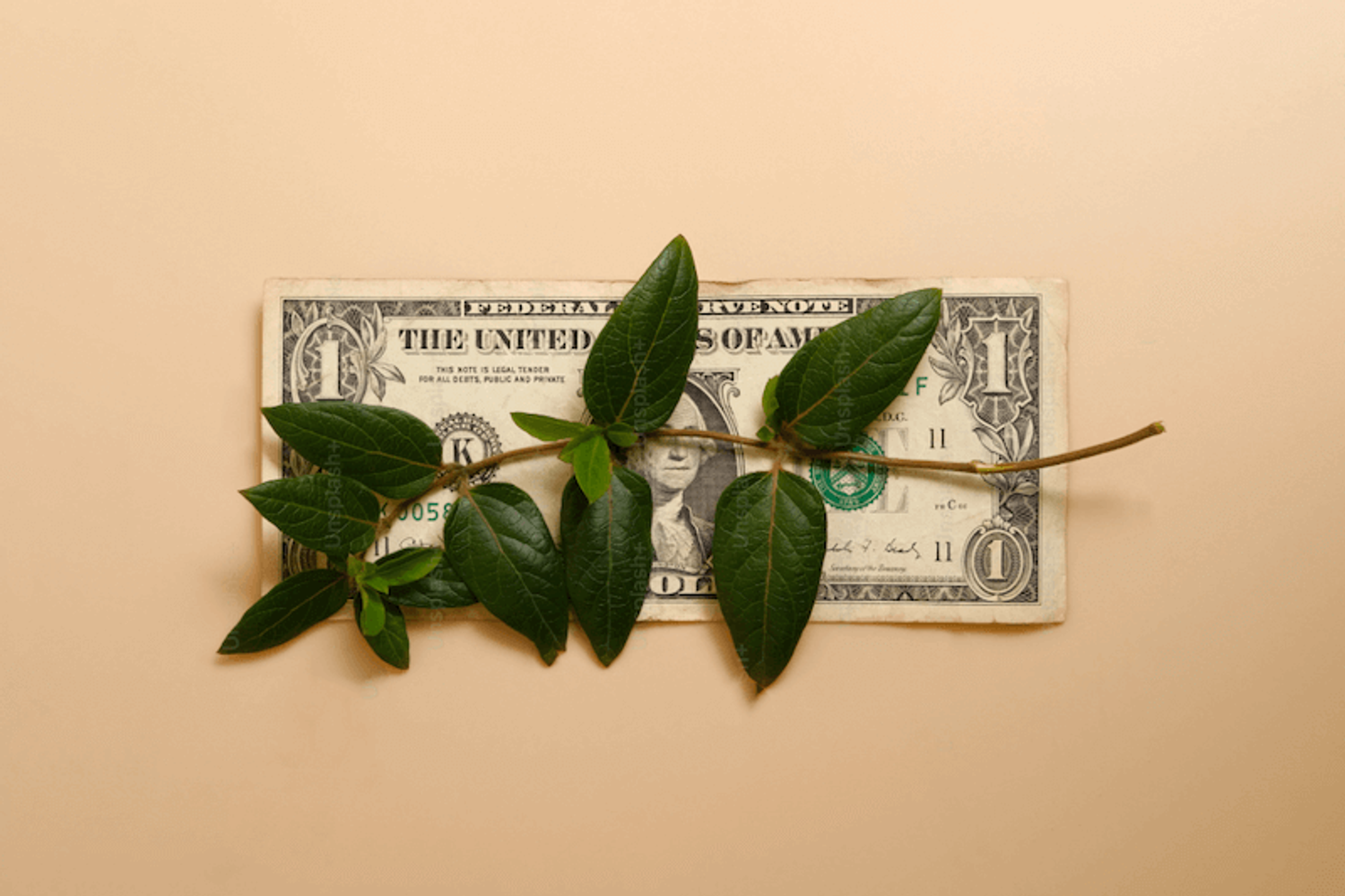 Image shows a dollar sign intertwined with a leaf, symbolizing growth after securing seed funding for startups