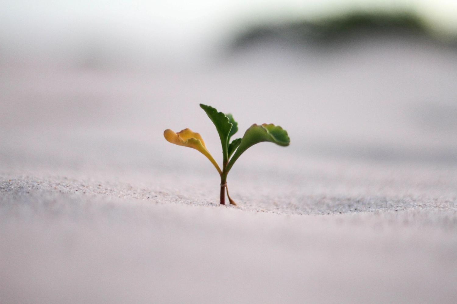 small plant growing out of a sand with blured background