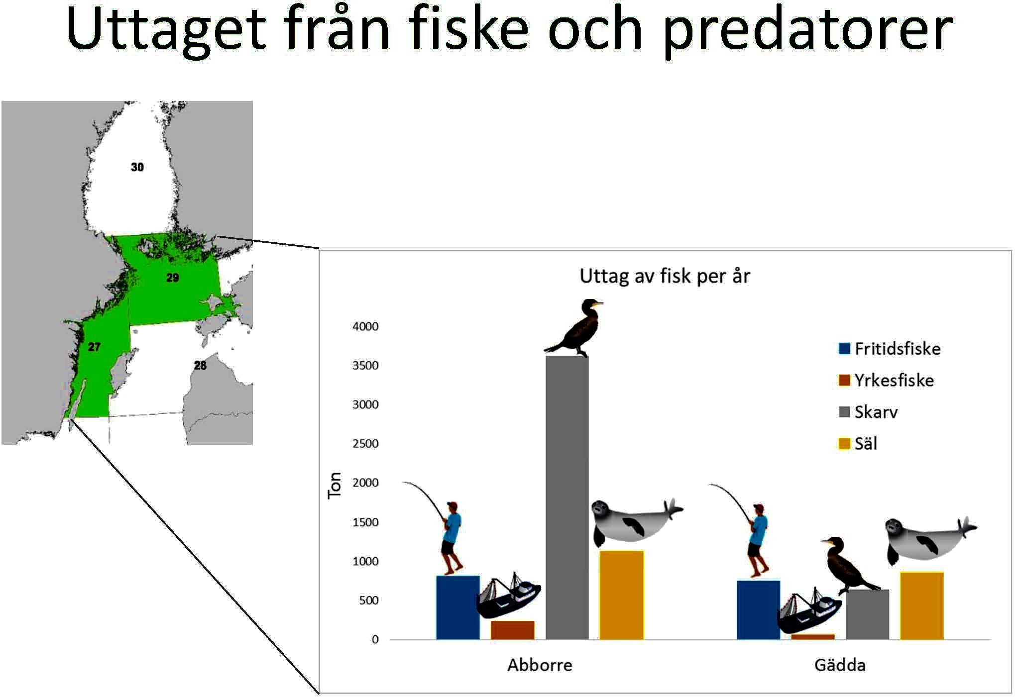 Skarv och påverkan på fiskbestånd – vad vet vi ?