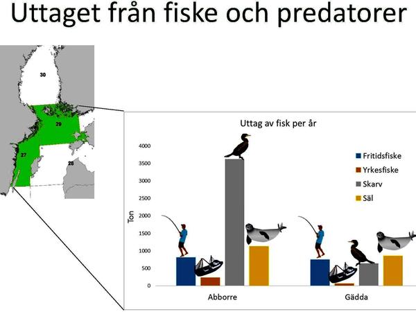 Skarv och påverkan på fiskbestånd – vad vet vi ?