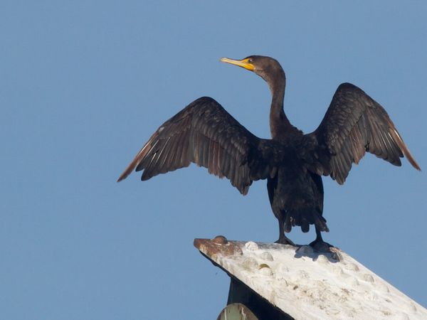 Skarvjakt stoppas trots hot mot rovfisk