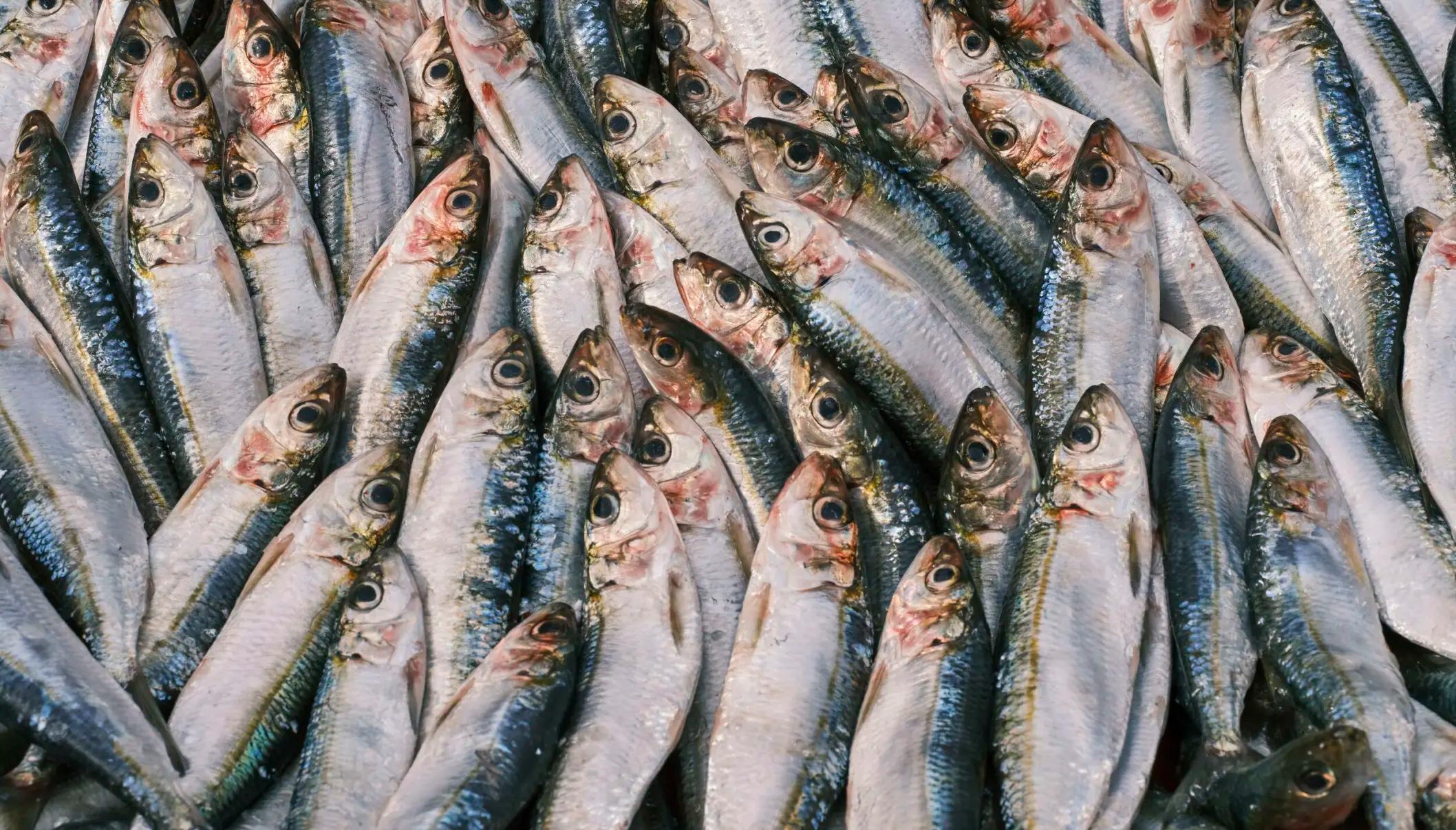 EU tar ställning: dags att pausa industrifisket av strömming
