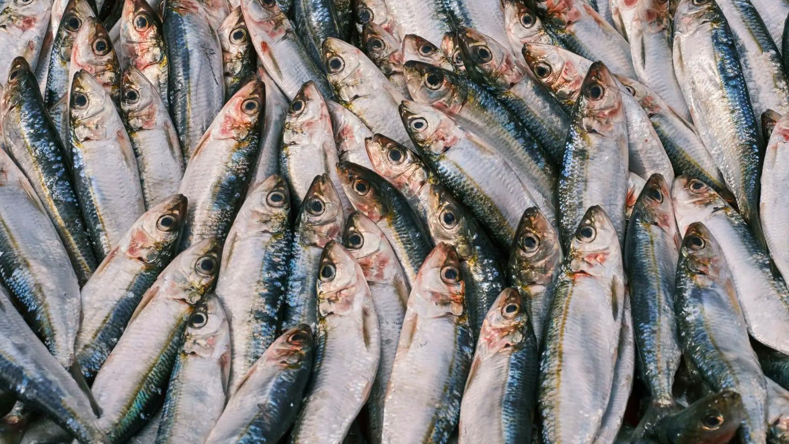 EU tar ställning: dags att pausa industrifisket av strömming