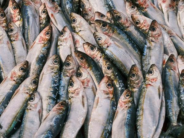 EU tar ställning: dags att pausa industrifisket av strömming