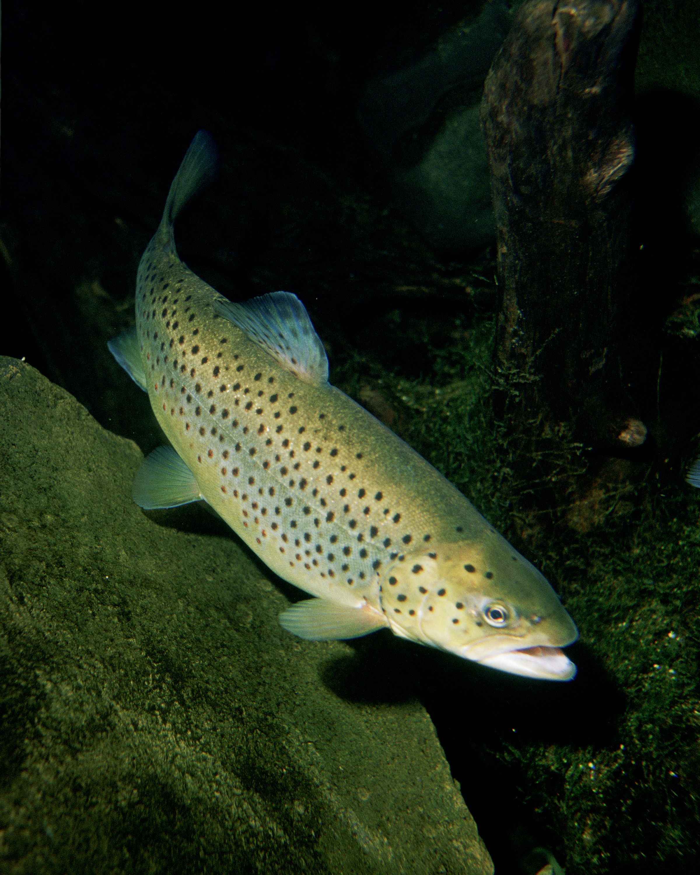 Öring
