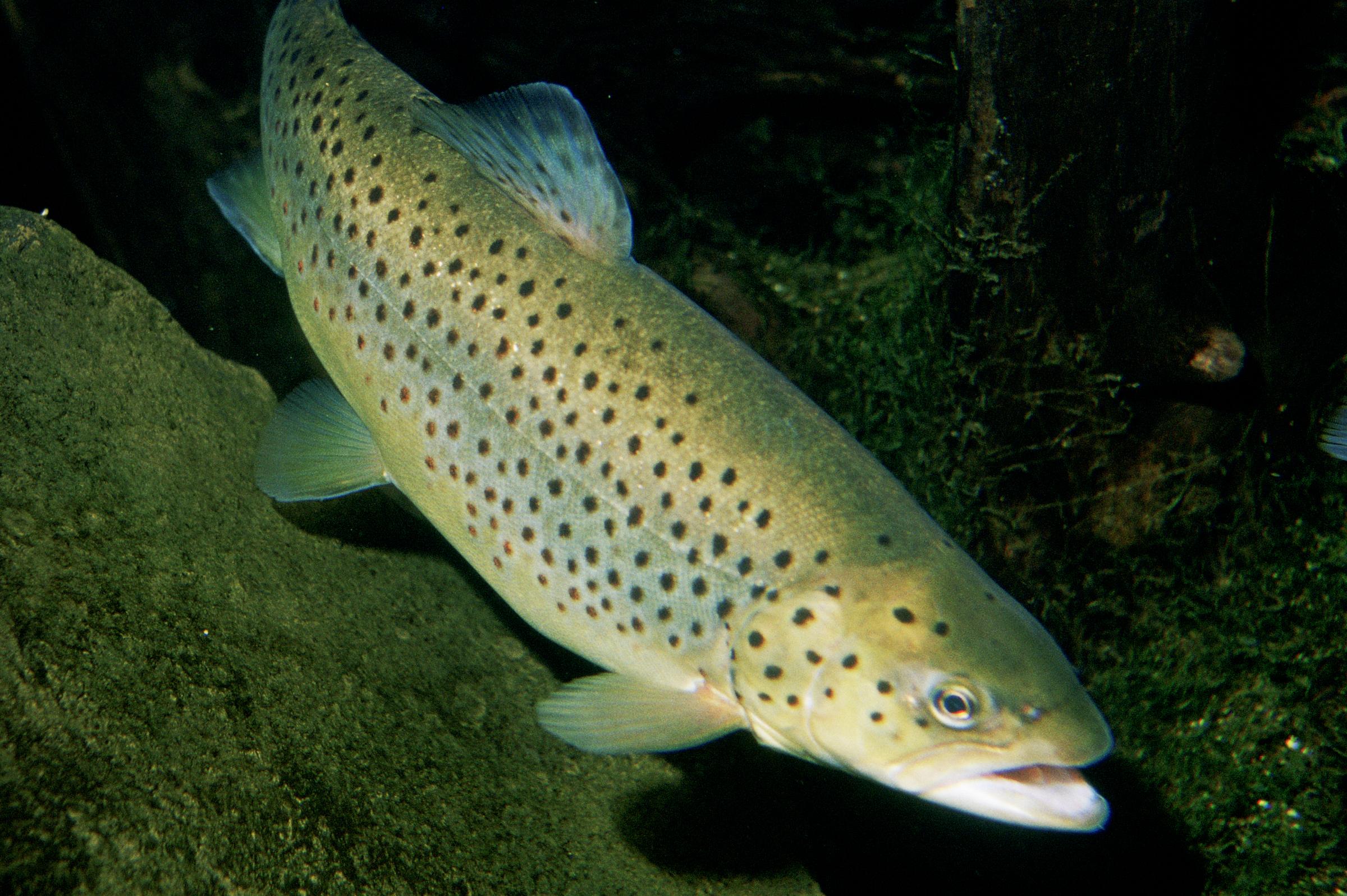 Öring