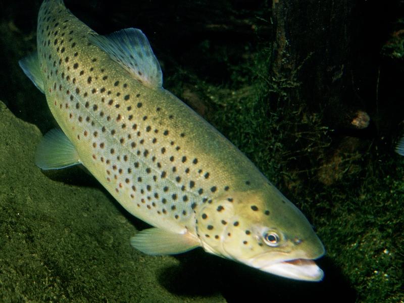 Öring