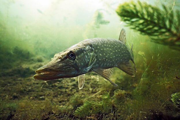 Nio nya fiskeförbud i Stockholms län