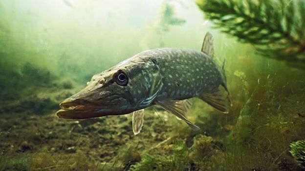 Nio nya fiskeförbud i Stockholms län