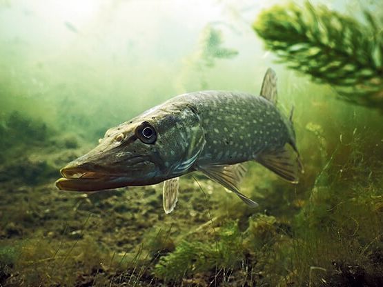 Nio nya fiskeförbud i Stockholms län