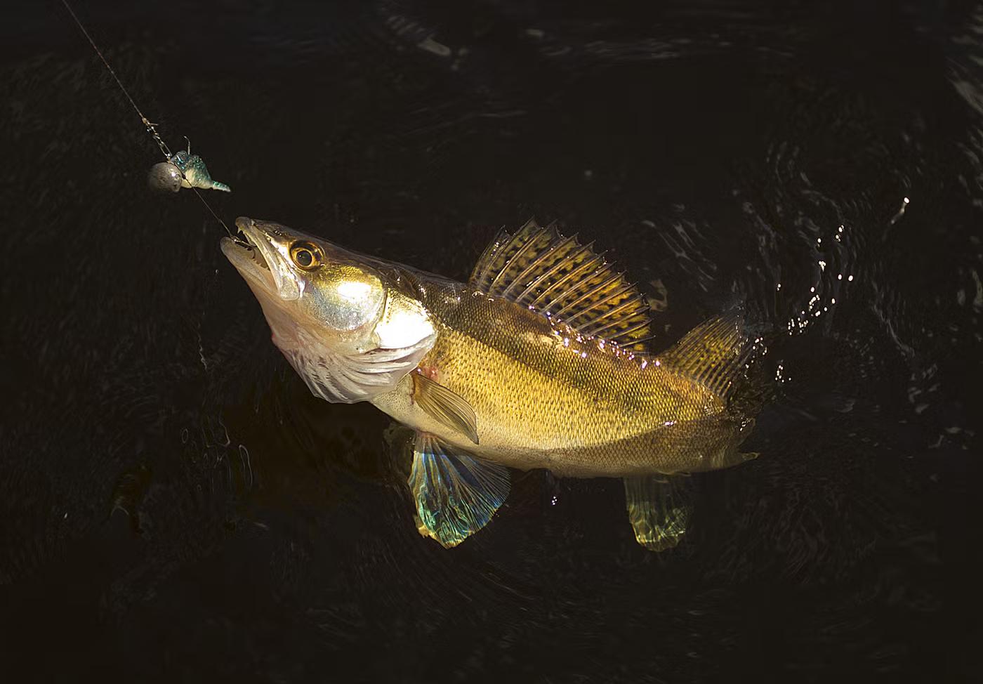 Gös