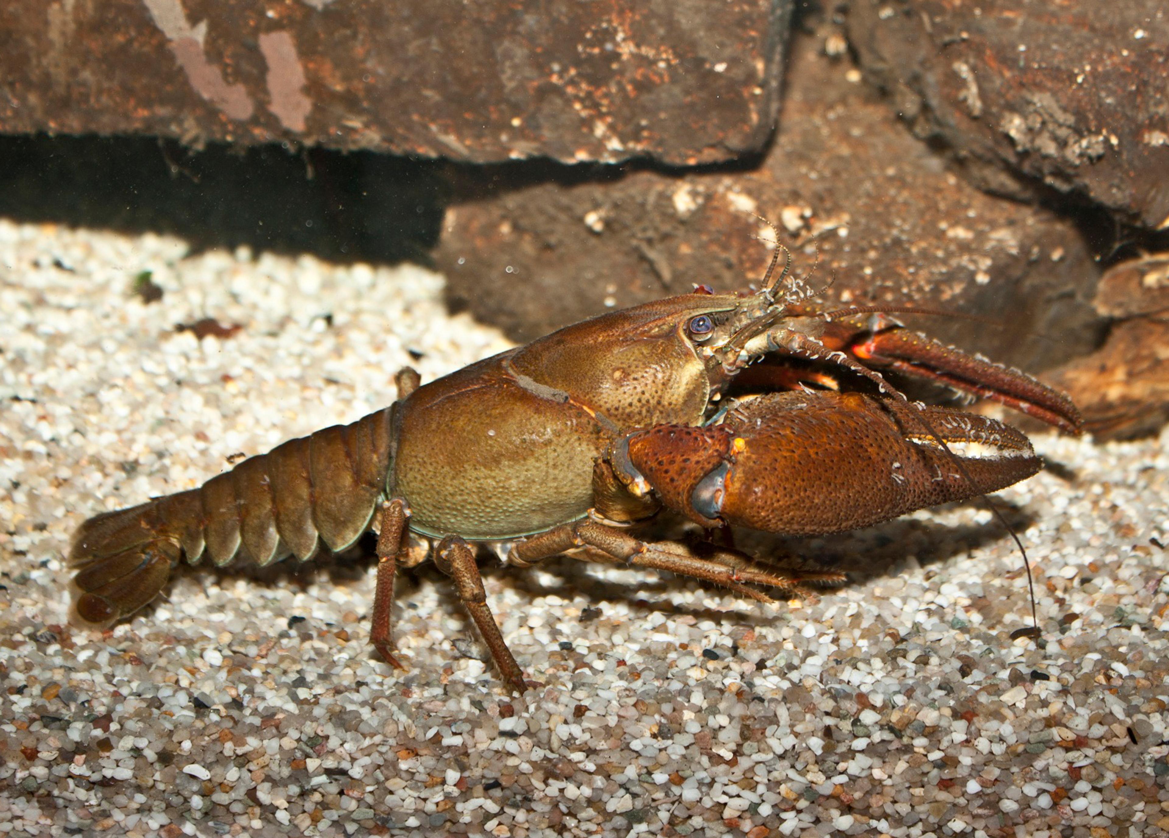 Kräfta